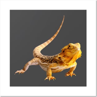 Bearded Dragon Posters and Art